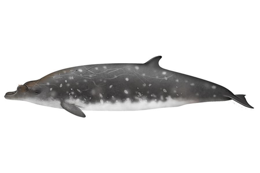 Blainville’s beaked whale