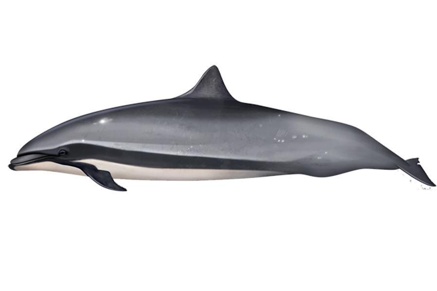Fraser’s dolphin