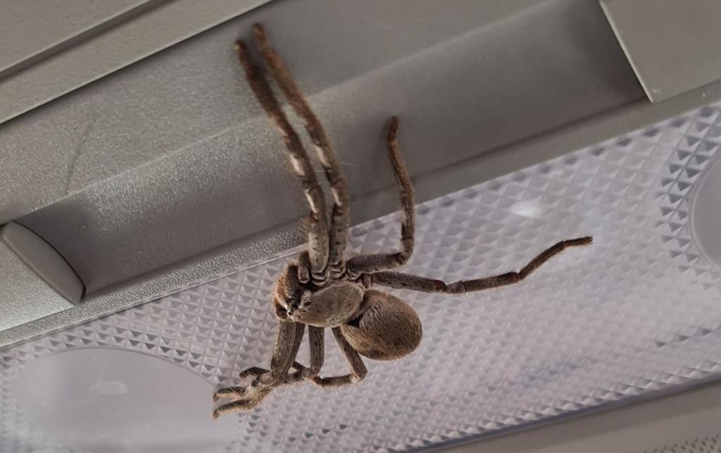 How Long Can A Spider Live In A Car Updated 04/2024