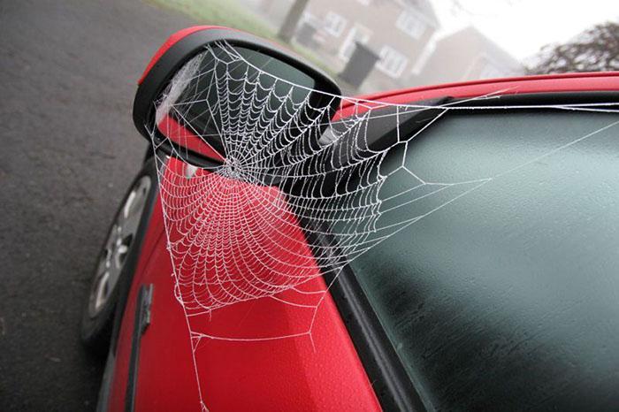 spider in car mirror-2
