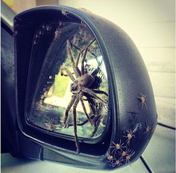 spider in car mirror