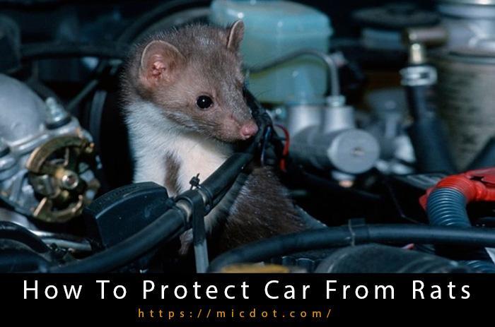 How To Protect Car From Rats-2