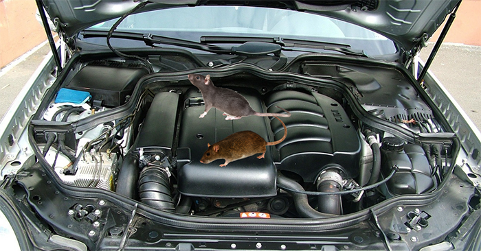 How To Protect Car From Rats