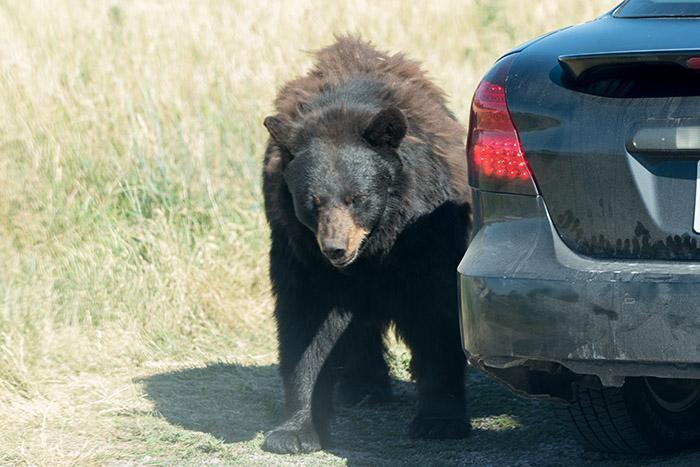 Will Cars be Able Bears (1)