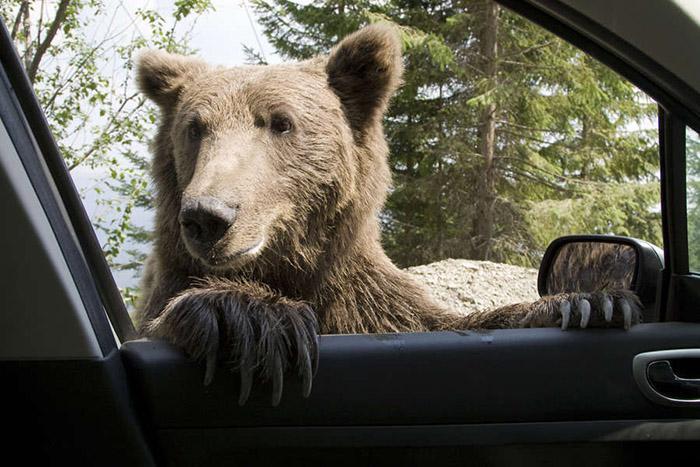 Will Cars be Able Bears (3)